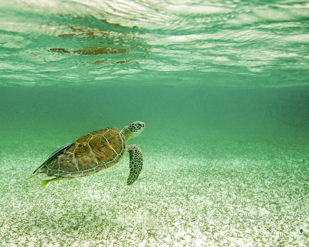 Grean sea turtle with reflection in surface, Tiger Beach, Bahamas.