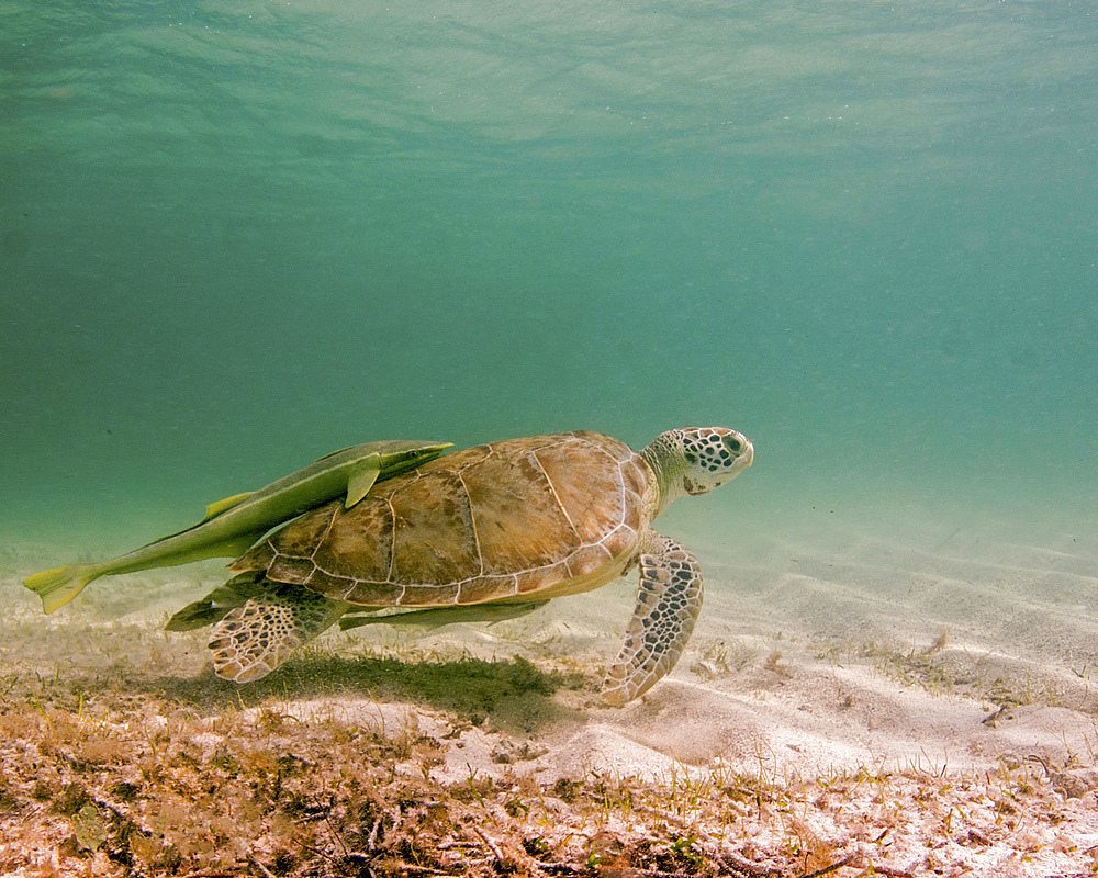 Green sea turtle with remora on back, Tiger Beach, Bahamas.
