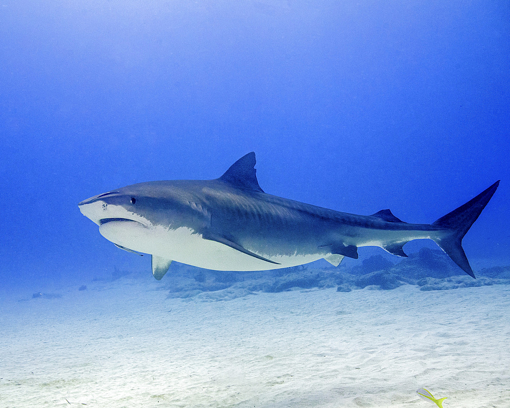 Tiger shark swimming over sand, Tiger Beach, Bahamas.