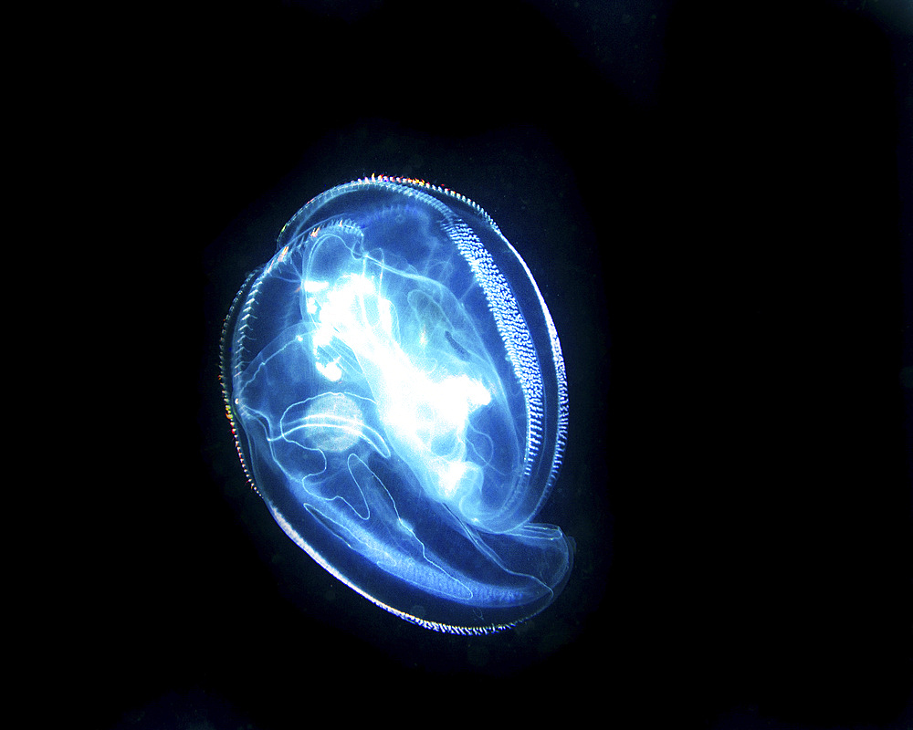 Comb jelly in blackwater dive at night, West Palm Beach, Florida.