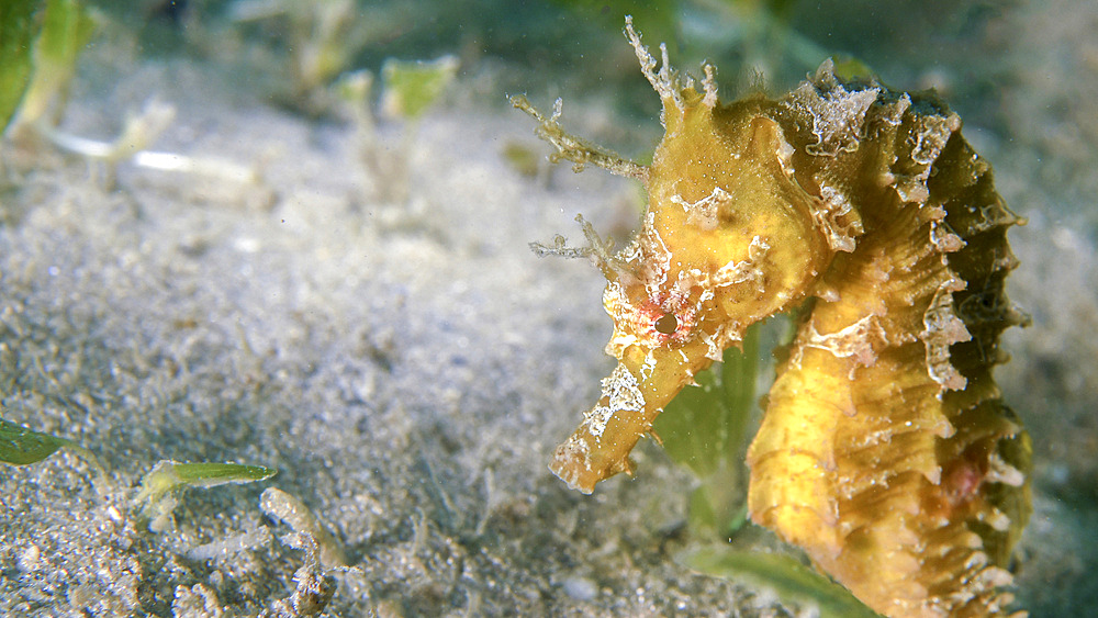 Lined seahorse (Hippocampus erectus).