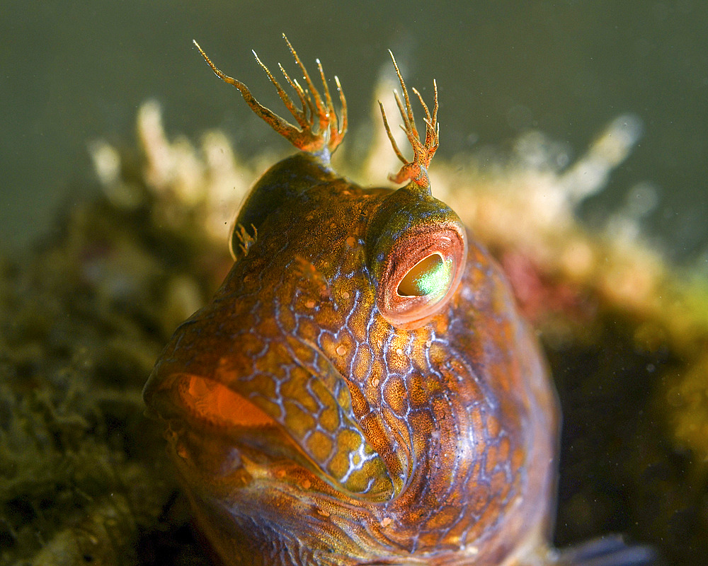 Headshot of a seaweed blenny (Parablennius marmoreus).
