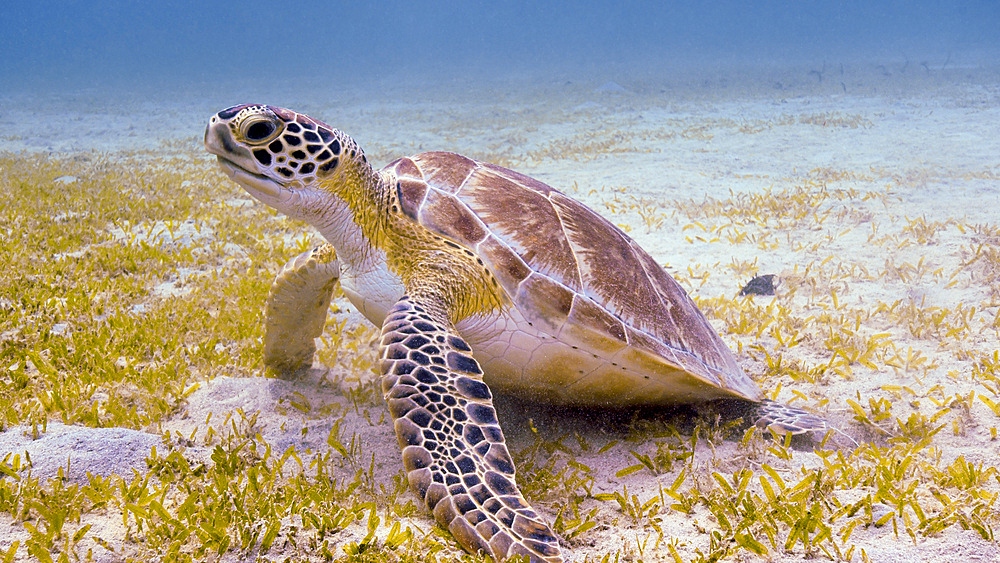 A green sea turtle (Chelonia mydas) in the sea grass, Saint Croix, U.S. Virgin Islands.