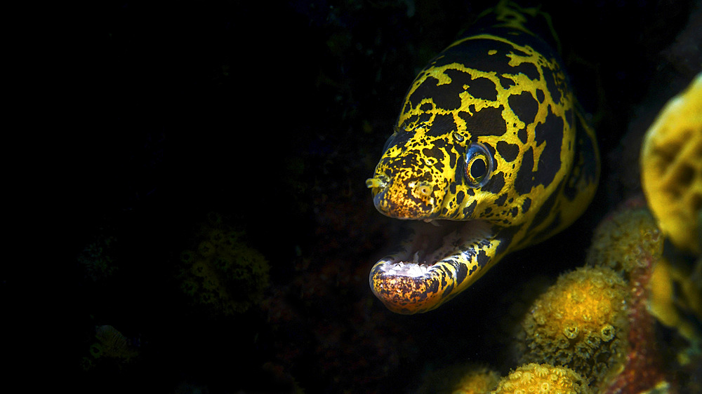 Chain moray eel (Echidna catenata), in coral reef, Curacao.