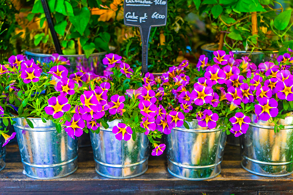 Purple and yellow calibrachoa petunias in metal pots