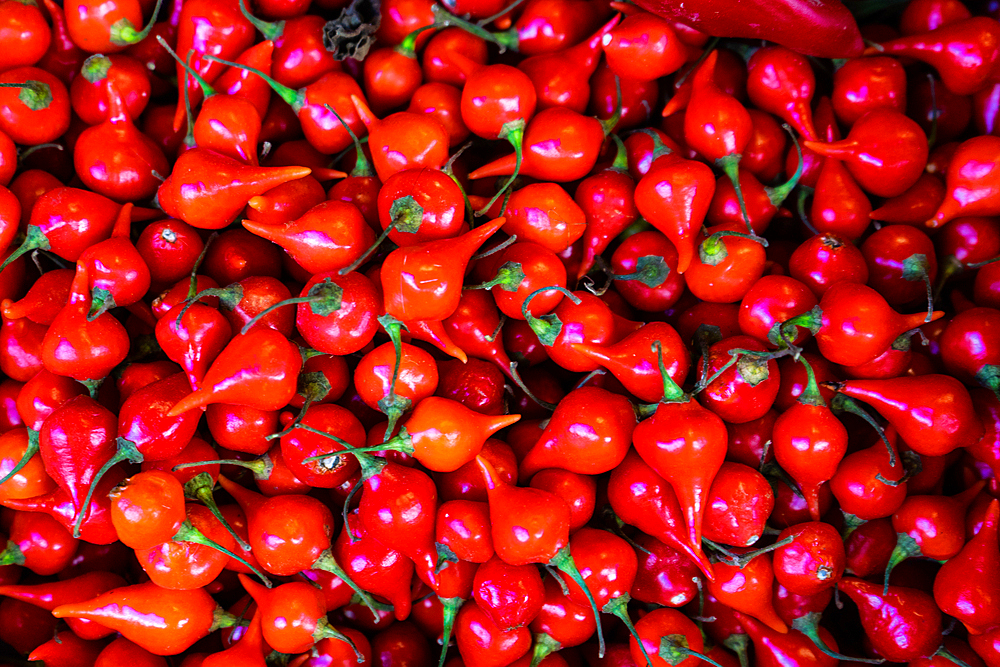 Button peppers, France