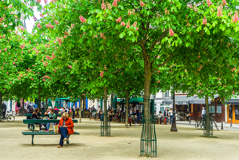 Chestnut blossom in Place Dauphine in day in spring