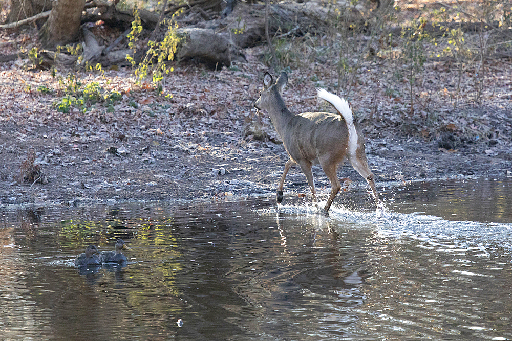 A young White-tailed Deer doe crosses a stream in a swamp during late autumn. Two American Black Ducks are seen swimming to the left of the frame.