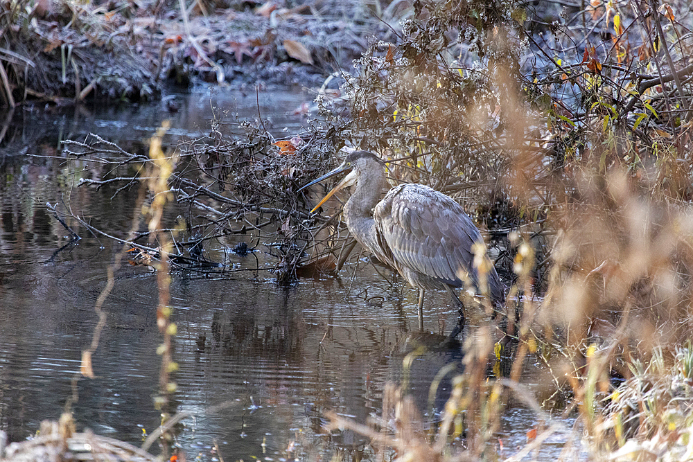 A Great Blue Heron devours a frog as he fishes in a swamp during late autumn. It is a very cold day and you can see the frost in his feathers.