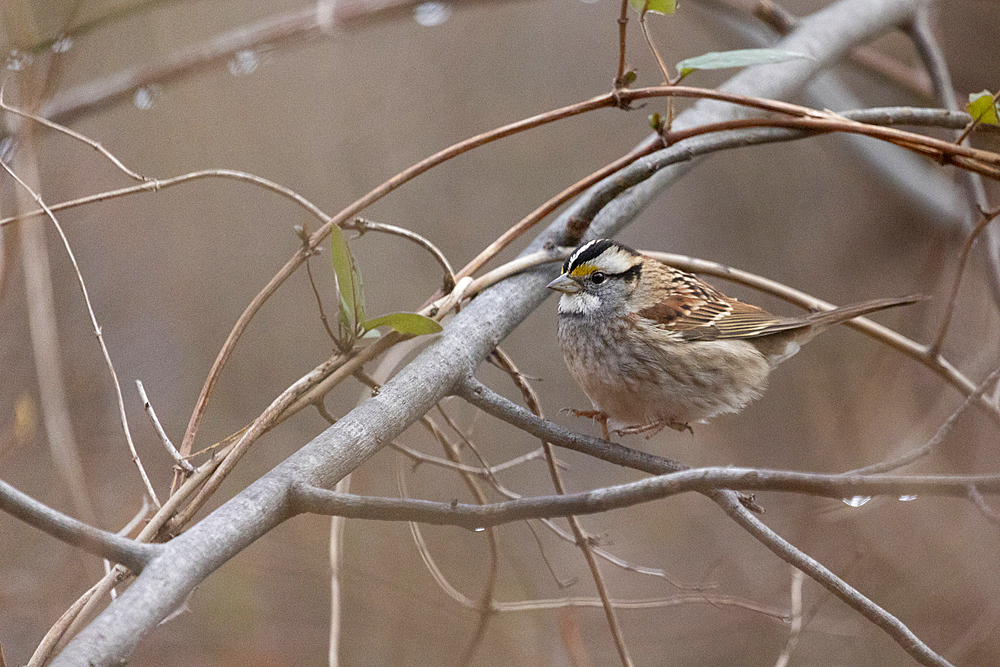 A White-throated Sparrow briefly jumps up as it perches on a tree branch during the late autumn season.