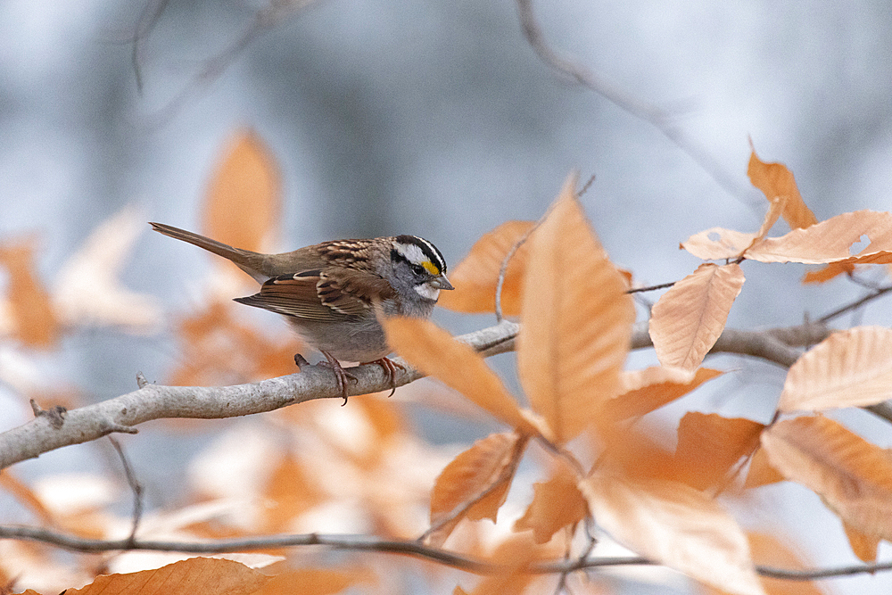 A White-throated Sparrow perches on a tree branch during the late autumn season. Orange-brown dead leaves surround the bird.