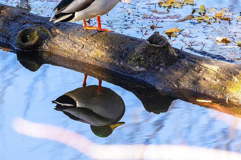 A Mallard Duck Drake stands on a dead log in a stream during autumn. He is reflected in the calm water beneath.