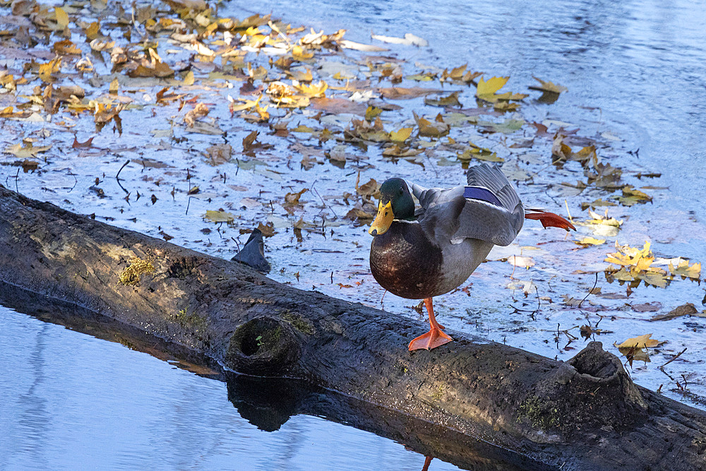 A Mallard Duck Drake stands on a dead log in a stream, stretching his legs during autumn.