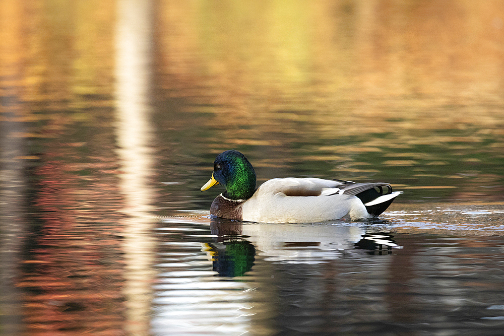 A Mallard Duck Drake swims on a peaceful pond during autumn. The surrounding foliage is reflected in the water.