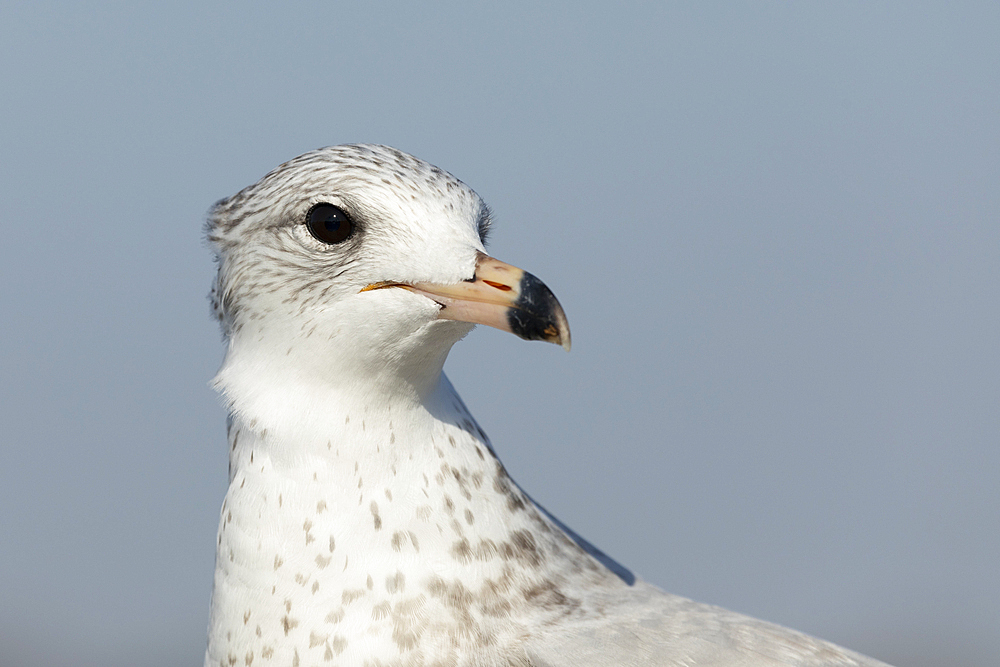 A Ring-billed gull is seen closeup with a blue sky in the background.