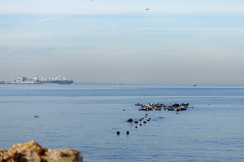 A herd of seals can be seen hauled out on rocks in the Sandy Hook Bay off the coast of Sandy Hook, New Jersey. This combination of Harbor, Grey, and Harp seals make the annual migration to the area during winter. Large ships are seen in the background.