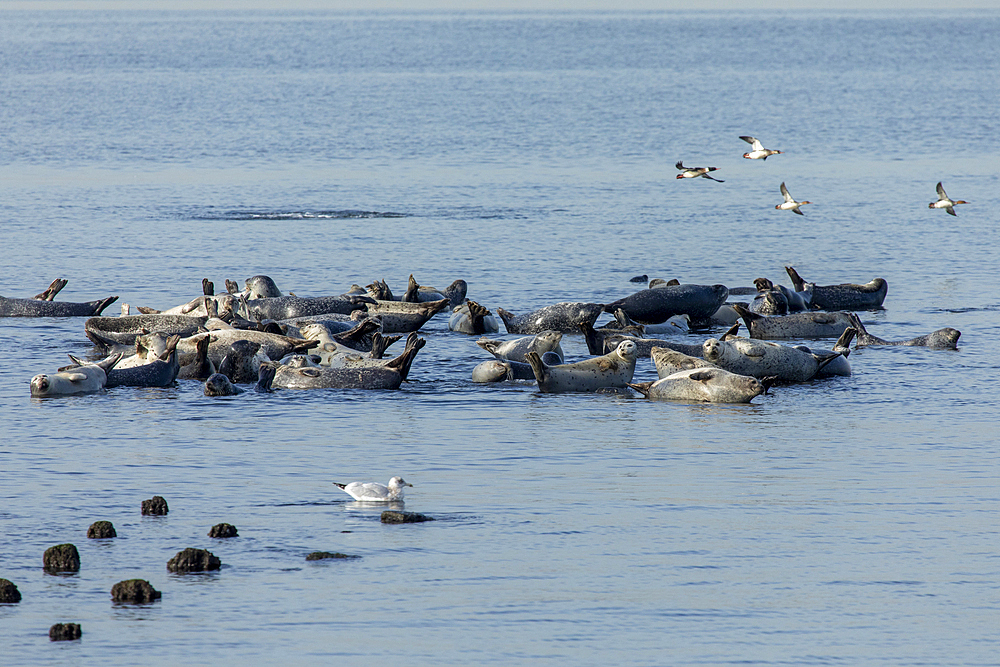 A herd of seals can be seen hauled out on rocks in the Sandy Hook Bay off the coast of Sandy Hook, New Jersey. This combination of Harbor, Grey, and Harp seals make the annual migration to the area during winter.