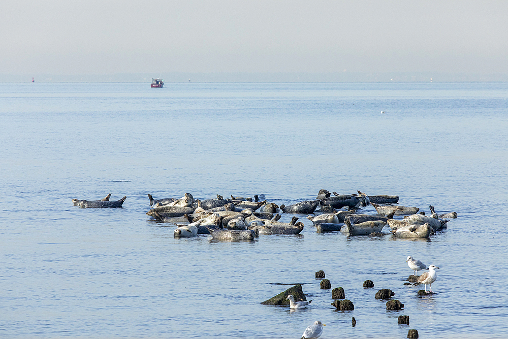 A herd of seals can be seen hauled out on rocks in the Sandy Hook Bay off the coast of Sandy Hook, New Jersey. This combination of Harbor, Grey, and Harp seals make the annual migration to the area during winter.