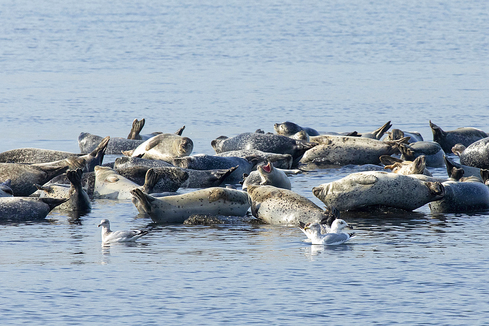 A herd of seals can be seen hauled out on rocks in the Sandy Hook Bay off the coast of Sandy Hook, New Jersey. This combination of Harbor, Grey, and Harp seals make the annual migration to the area during winter.