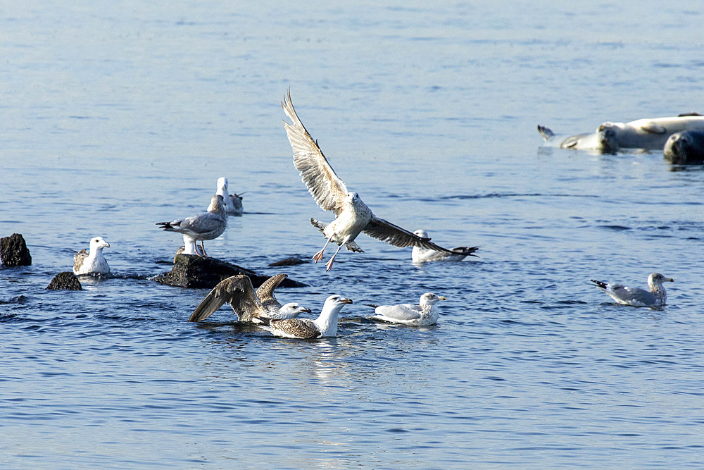 Gulls gather in the bay off the coast of Sandy Hook, New Jersey during winter.