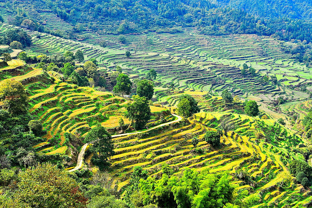 Terrace farmland at Huangling ancient village in autumn, Wuyuan County, Shangrao City, Jiangxi Province, China. The village dates back to the Ming Dynasty more than 500 years ago and is known for its natural beauty.