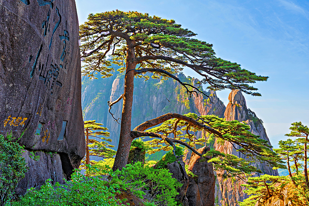 Ying Ke Song (Welcoming Pine Tree). This 1000 year old pine tree is one of the must sights in Huangshan (Mt Huang/Yellow Mountain), UNESCO World Heritage and UNESCO Global Geopark, Anhui Province, China.