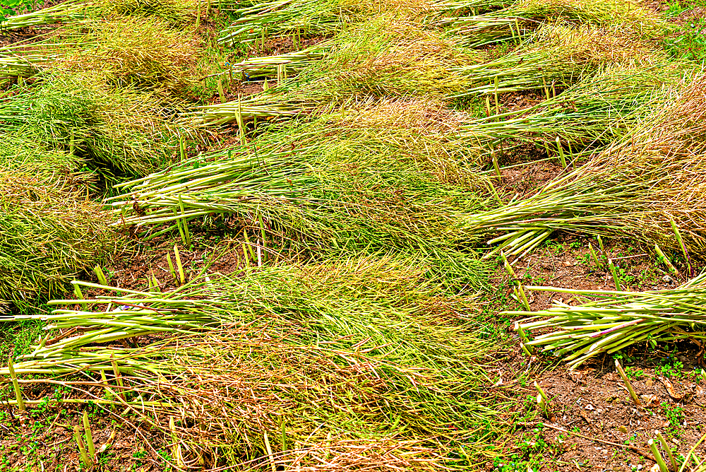 Drying rapeseed stalks in the sun. Pingshan Ancient Village, Huangshan City, Anhui, China.