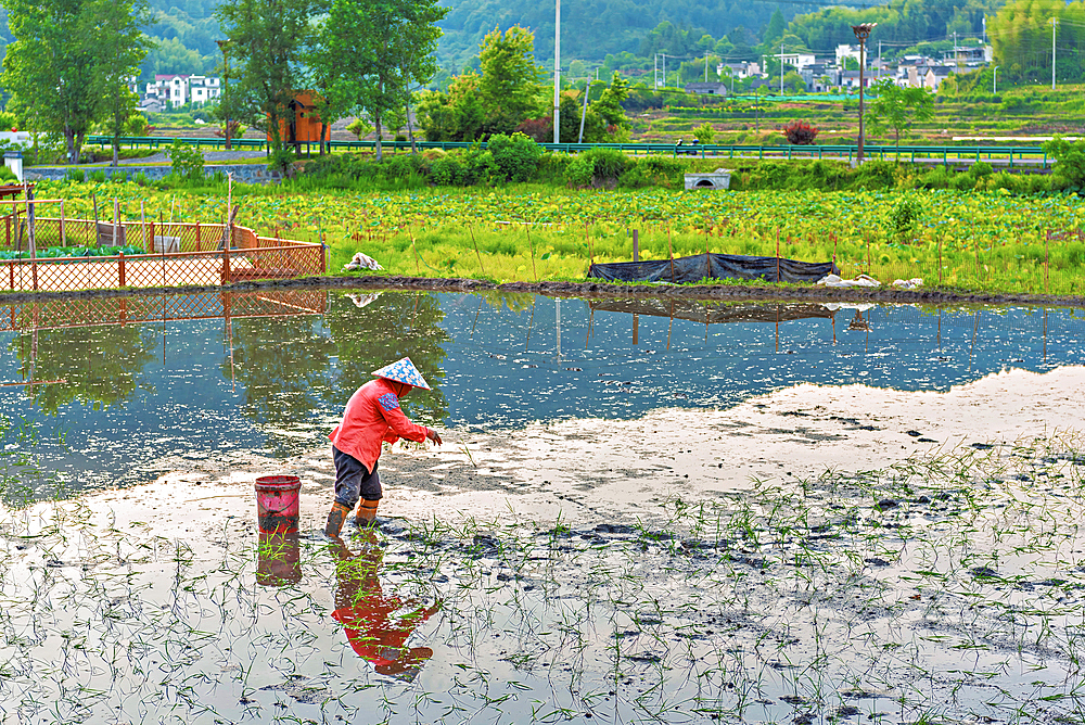 Farmer planting crops by tossing seedling into the field. Guanglu Ancient Village, Huangshan City, Anhui, China