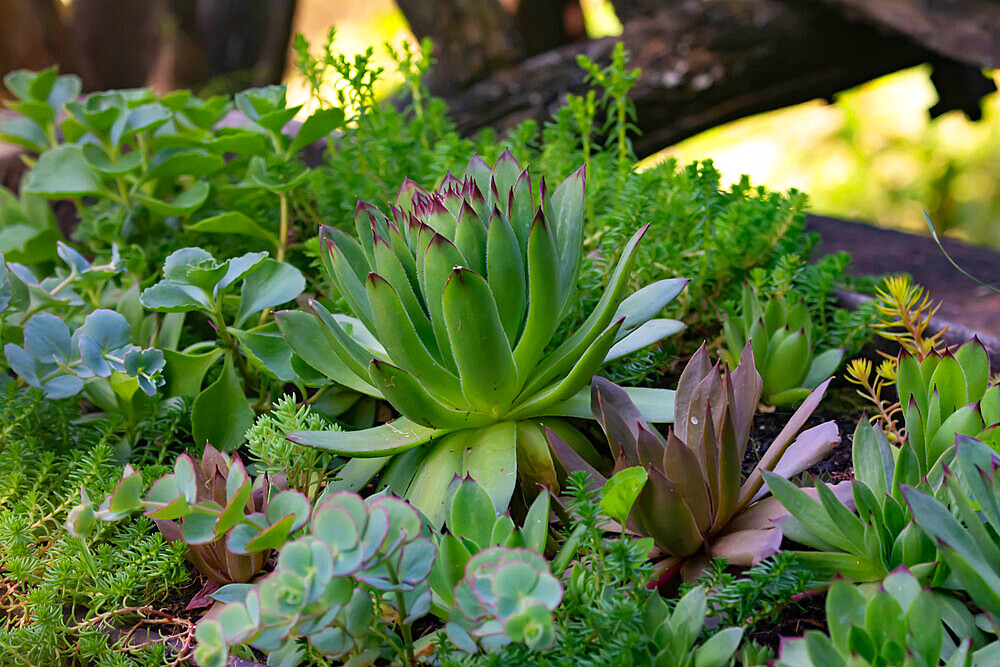 Background of different mixed little green succulent plants with fresh leaves in a garden pot in direct sunlight during summer