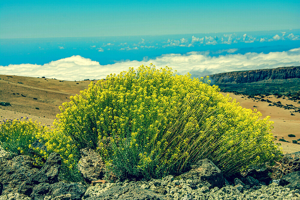 rugged landscape and vegetation in Tenerife