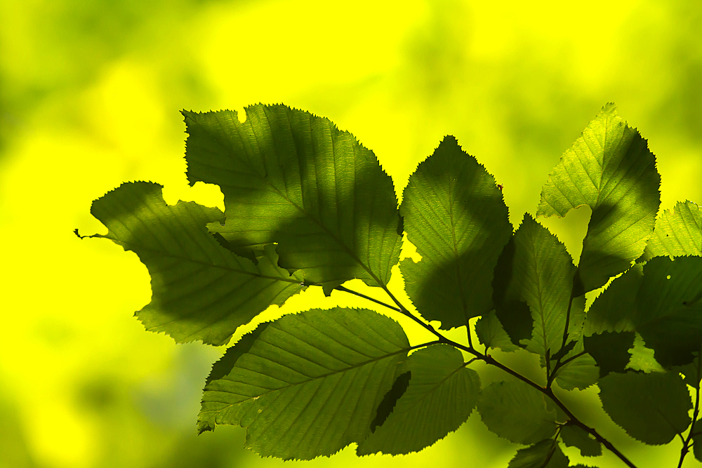 bright green leaves summer nature background