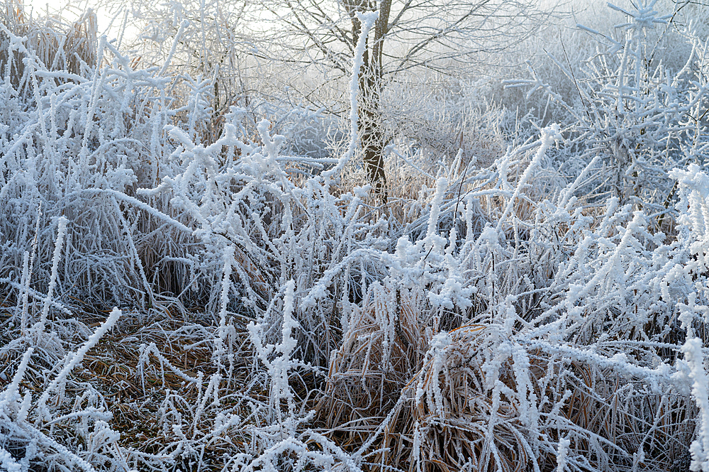 Winter landscape. Frost morning in mountains.
