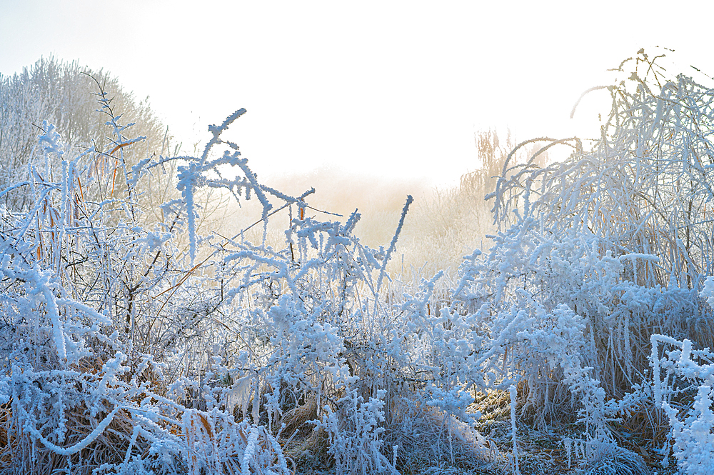 Winter landscape. Frost morning in mountains.