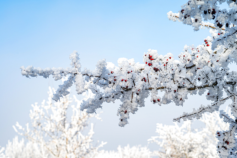 Winter landscape. Frost morning in mountains.