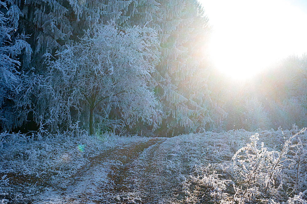 Winter landscape. Frost morning in mountains.