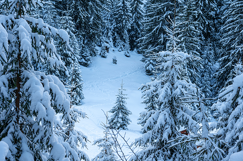 Snowy forests of Carphatian mountains Romania
