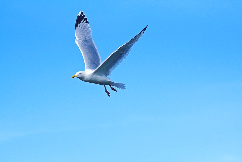 Herring gull ,(Larus argentatus), in flight, flying, against blue sky, County Cork, Republic of Ireland