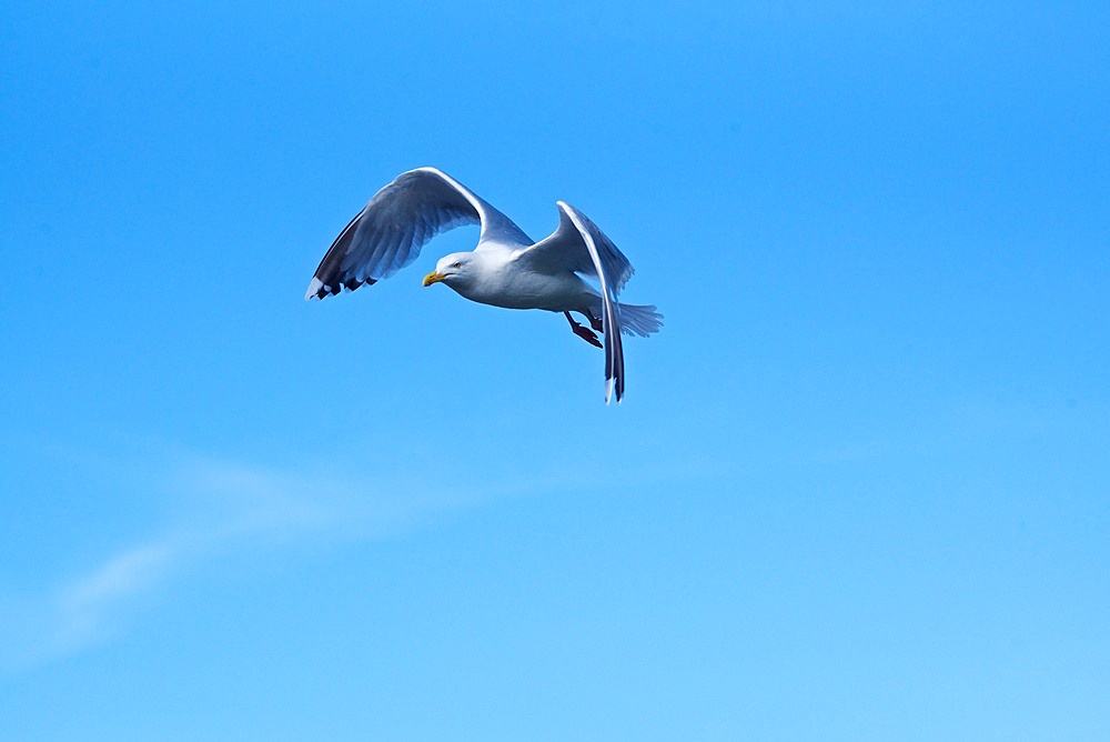 Herring gull ,(Larus argentatus), in flight, flying, against blue sky, County Cork, Republic of Ireland