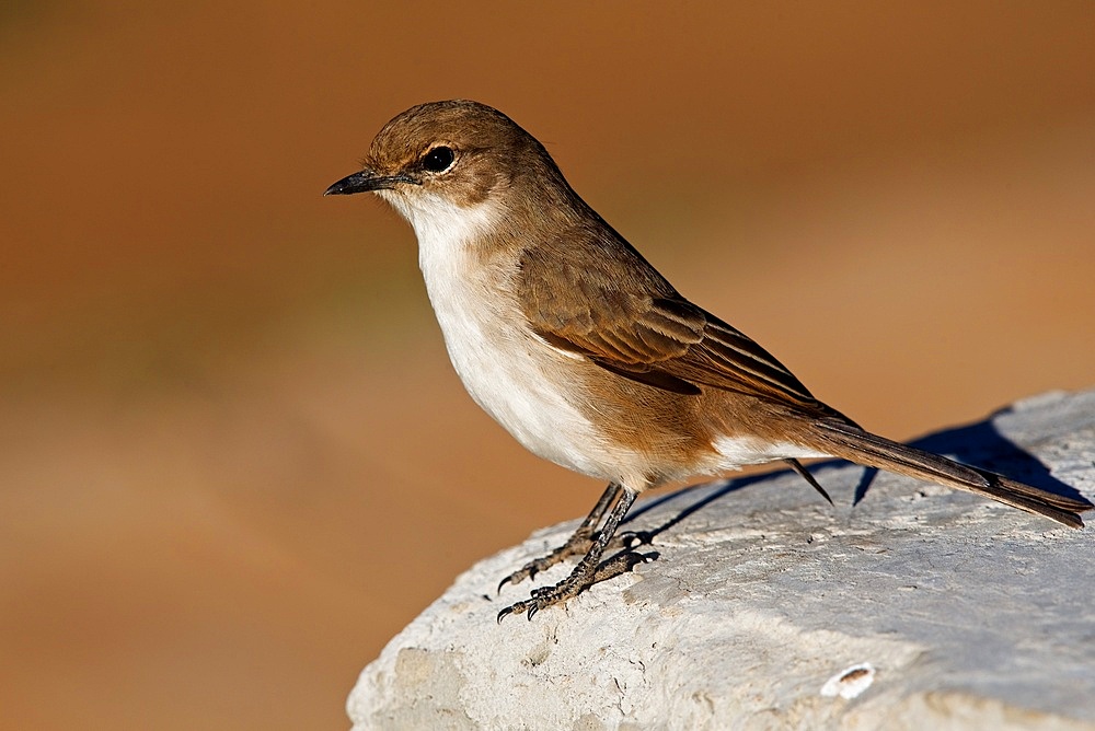 African Dusky Flycatcher, Muscicapa adusta, Dinokeng Game Reserve, South Africa