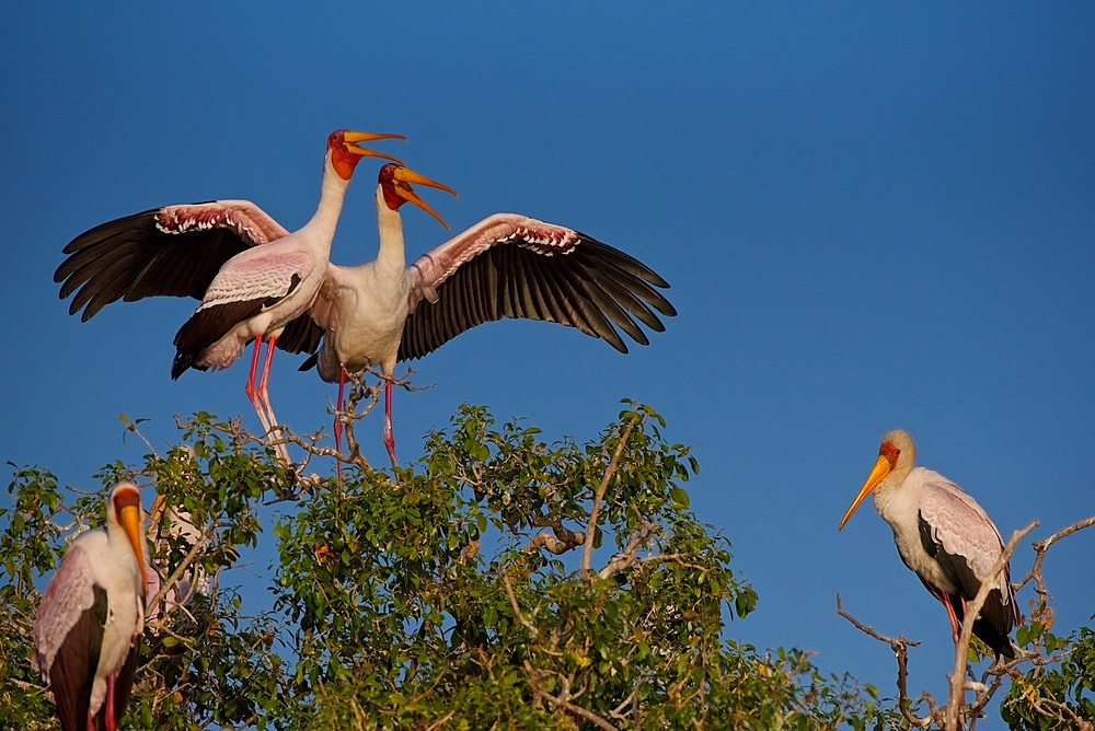 Yellow-billed stork (Mycteria ibis), Chobe River, Botswana, Africa, mating pair at nest site, at nest colony