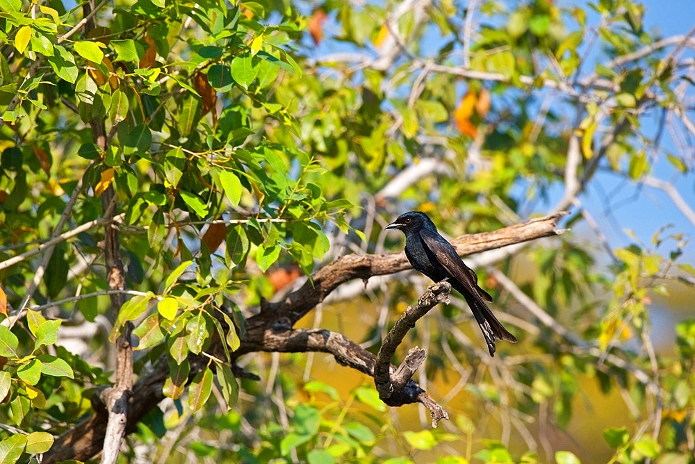 Fork-tailed Drongo, Dicrurus adsimilis, looking left, Chobe National Park, Botswana