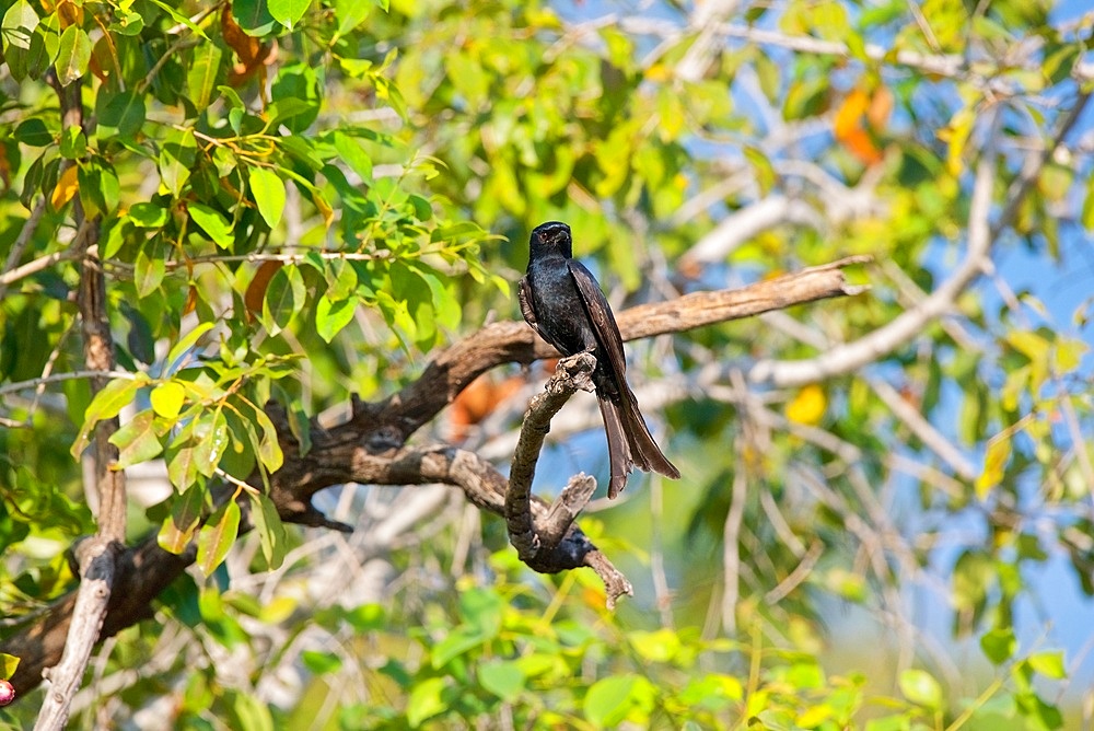 Fork-tailed Drongo, Dicrurus adsimilis, looking to camera, Chobe National Park, Botswana