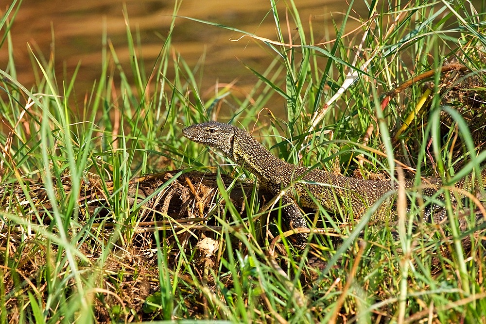 Monitor Lizard, Varanus niloticus, walking through long grass, NOTE STALK EYE FLY (fly family Diopsidae) on grass in background! Chobe National Park, Botswana
