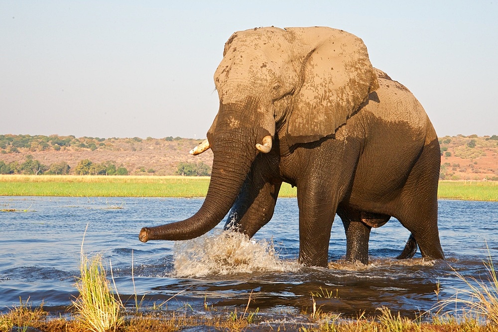 River Chobe wildlife,elephants