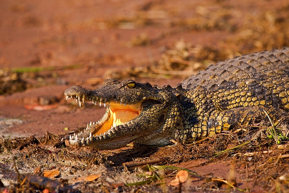 Large Nile Crocodile, (Crocodylus niloticus), open mouth, showing teeth, showing yellow mouth lining, closeup, Chobe National Park, Botswana.