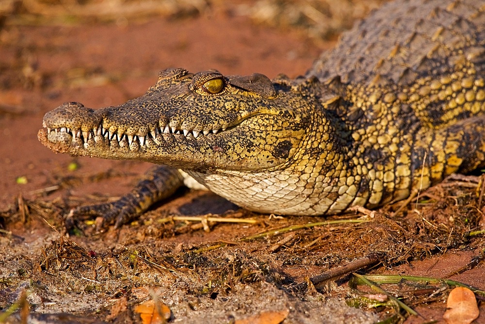 Large Nile Crocodile, (Crocodylus niloticus), head showing teeth, closeup, Chobe National Park, Botswana.