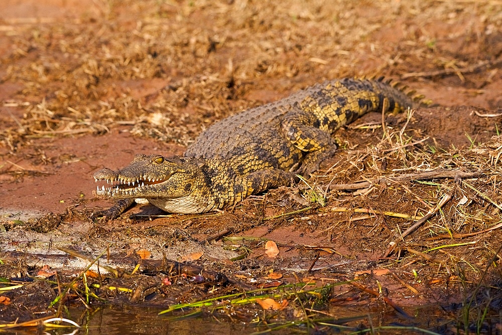Large Nile Crocodile, (Crocodylus niloticus) head showing teeth, Chobe National Park, Botswana.