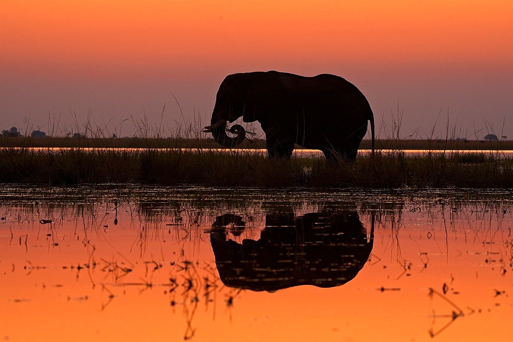 African Elephant, (Loxodonta Africana), feeding in river, sillhouette, with full reflection, in evening light, Chobe National Park, Botswana.