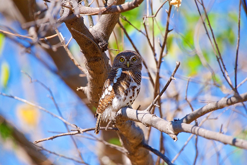 Pearl spotted owlet, perched in a tree, Glaucidium perlatum, Chobe National Park, Botswana