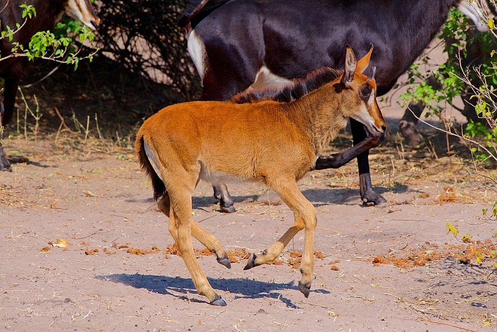 Sable antelope, (Hippotragus niger), juvenile, trotting, Chobe national park, Botswana